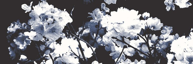 𝕰𝖑𝖊𝖔𝖓𝖔𝖗𝖆. banner