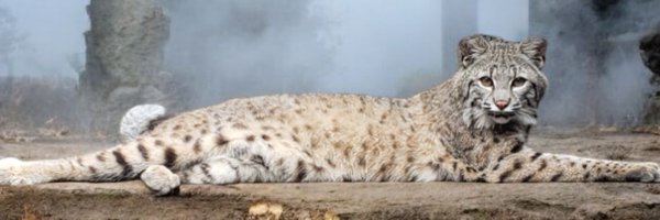 micromechanic Profile Banner