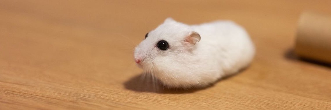 hamsterpeed's profile banner image