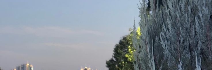 cilliaaa 🐨 banner