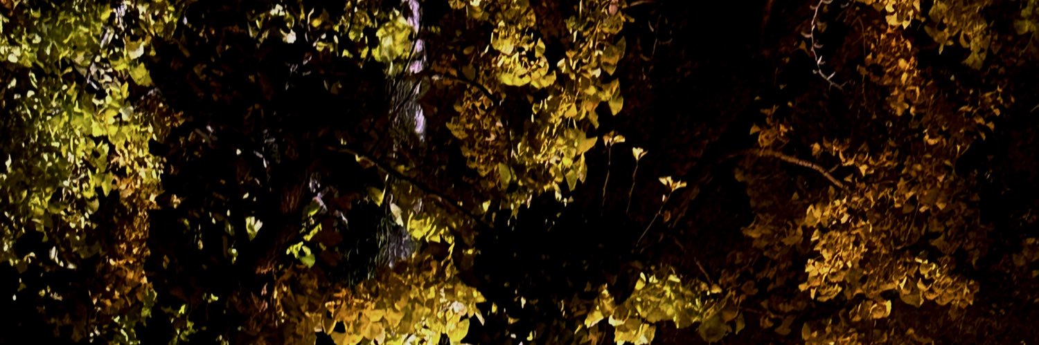 misosiruwe5's profile banner image