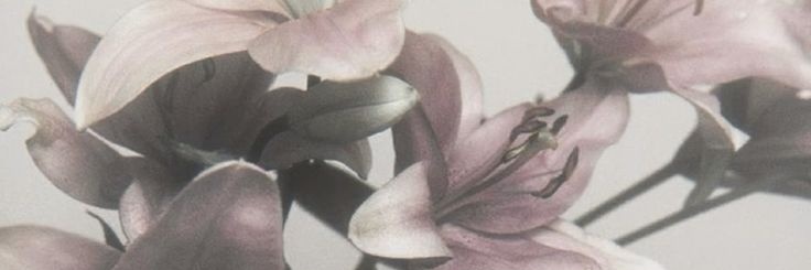 Nanah_bloom's profile banner image