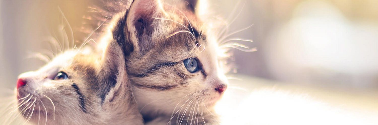 Kim WeXxX ♡♡ banner