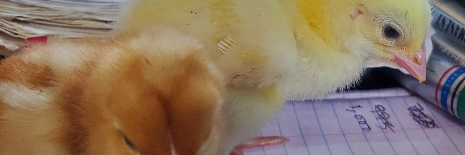 Chick_plug's profile banner image