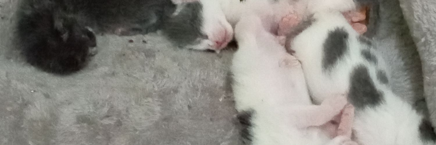 JimmySolvesMathProblems(JSMP) banner