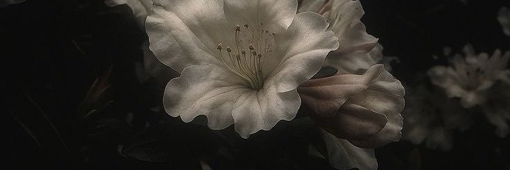 Qamar50222's profile banner image