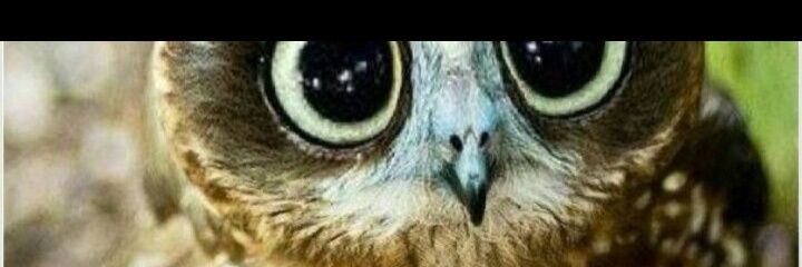 elfaiz69743's profile banner image