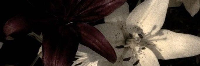 ysobelye's profile banner image