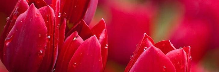 Papp Anna 👑 banner