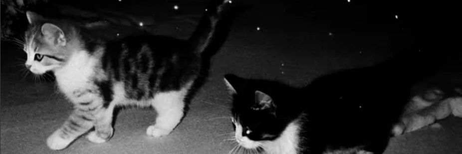 prettyboymilooo's profile banner image