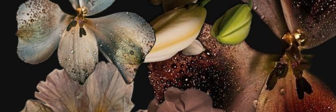 ⭐️.⭐️| AFCON champions banner