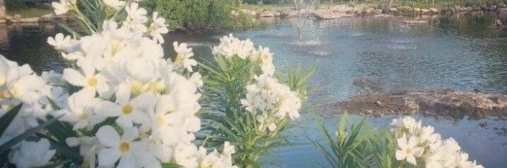 Sophie lee (dm limit) banner