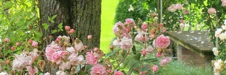 fer!! banner