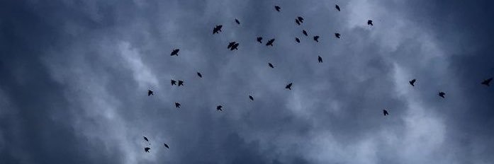 iibalerion's profile banner image