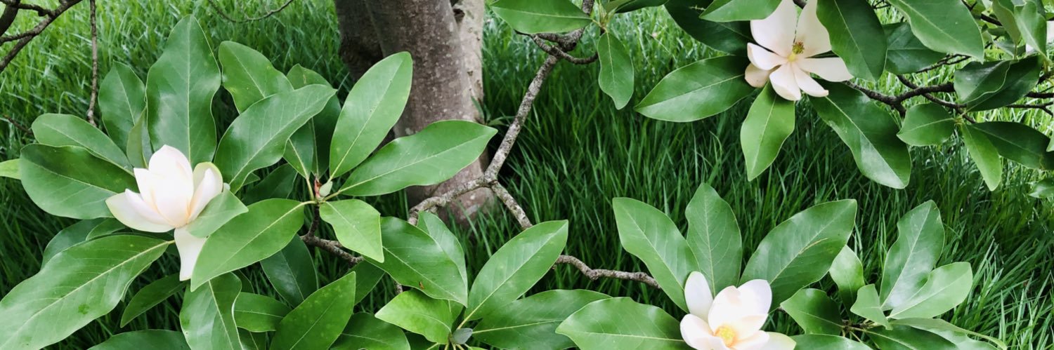 NelleSomerville's profile banner image