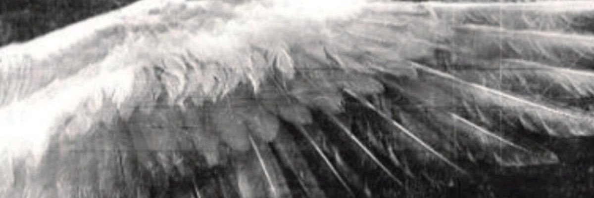 4liennetz's profile banner image