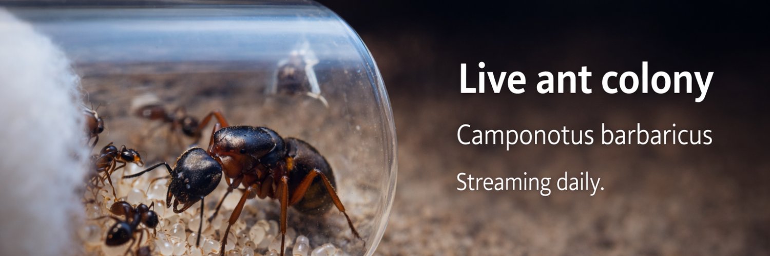antsfarm_live's profile banner image