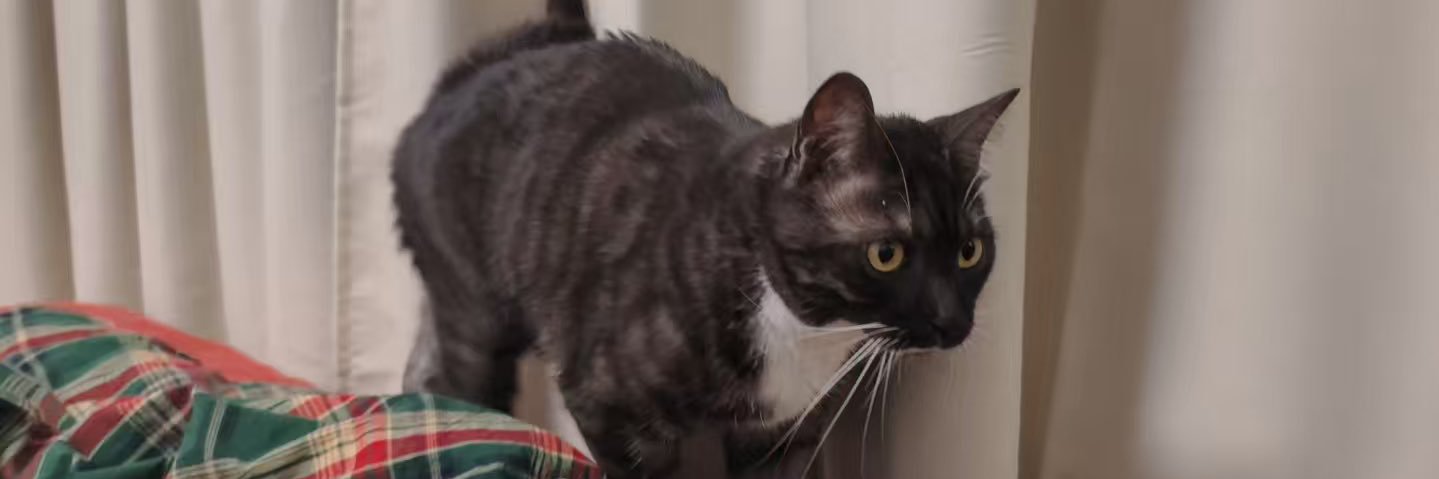 睡觉睡觉困困困2.0 banner