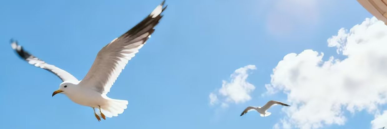 chewei49961's profile banner image