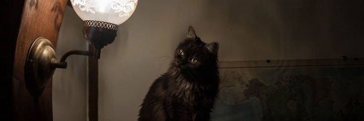 (•˕ •マ.ᐟ banner