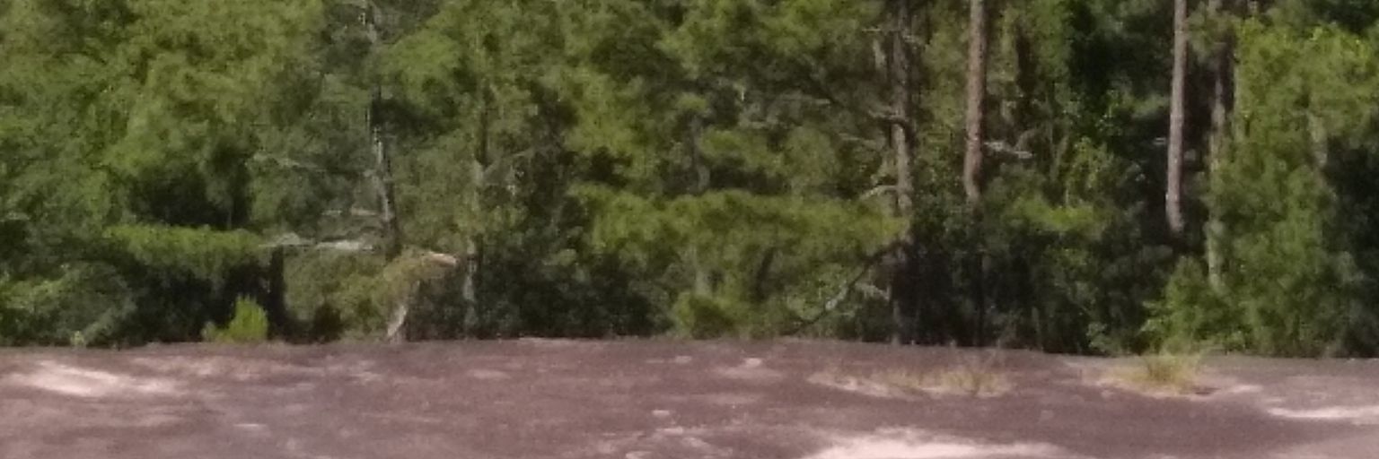 Tammy Hamilton🏴‍☠️💜🇺🇸😷💜🐅🐾 banner