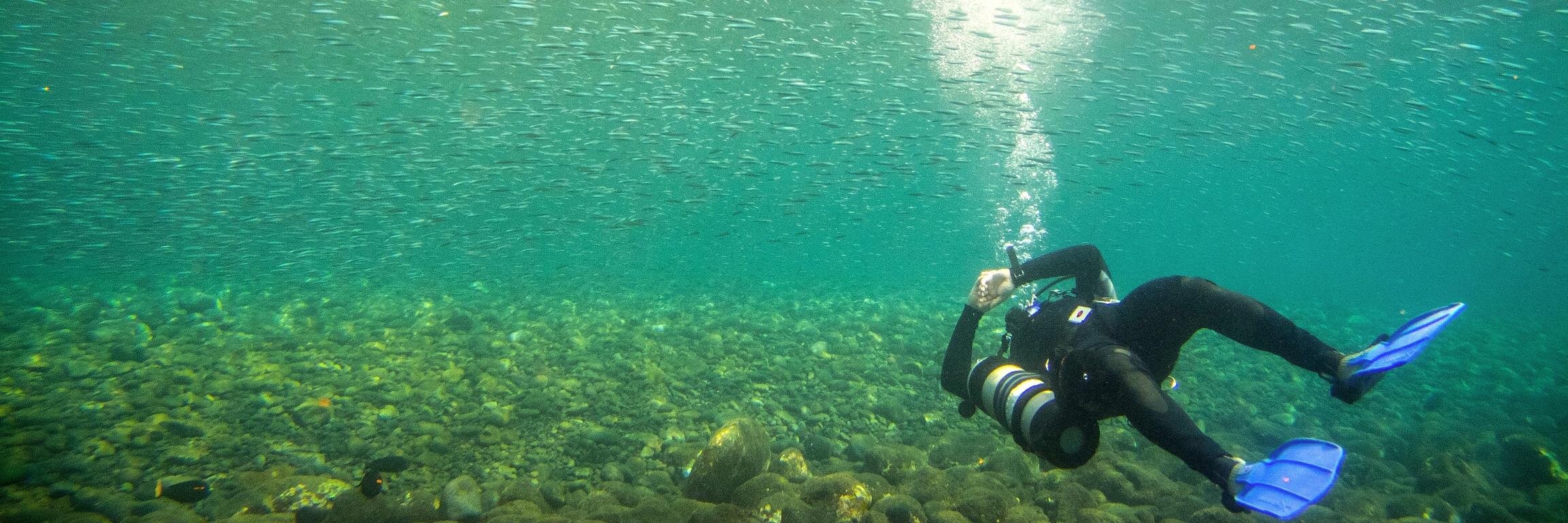 Dom Andradi-Brown banner