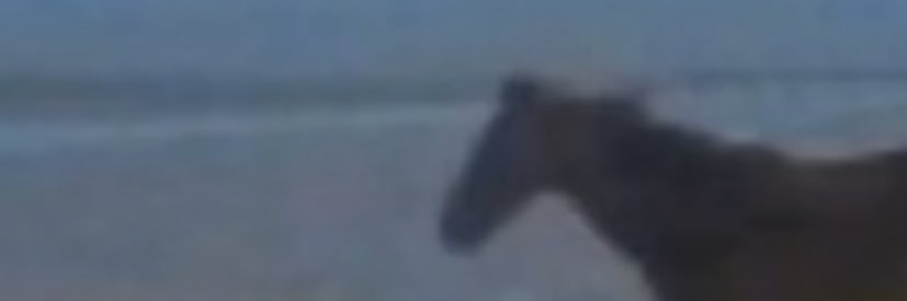 Horsie banner
