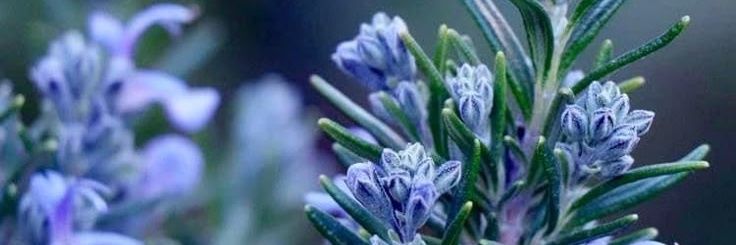 Rosemary🪻 banner