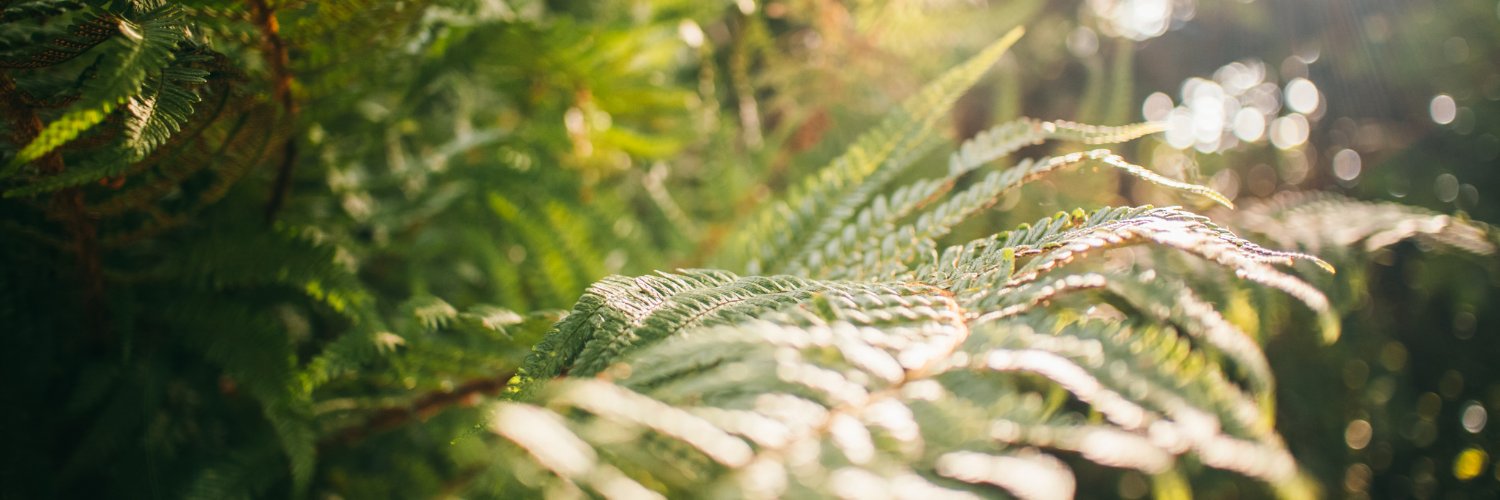 Rachel Shillcock | Creative Mentor banner