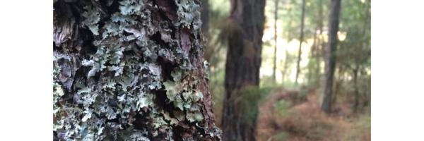 Dianatron Profile Banner