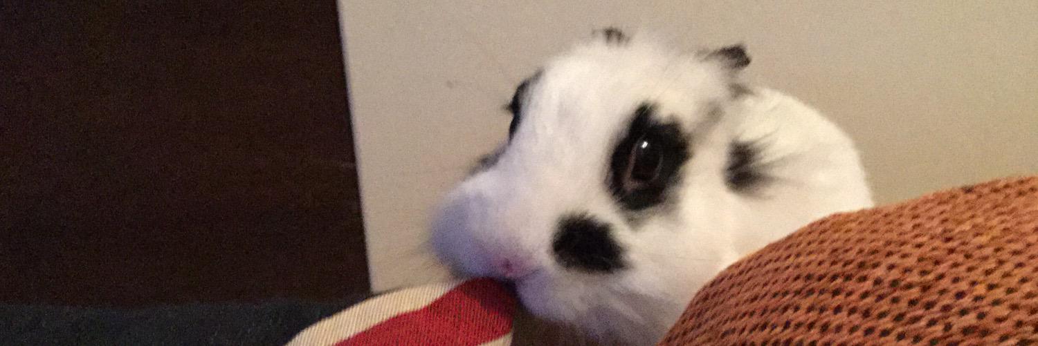 neothebunny's profile banner image