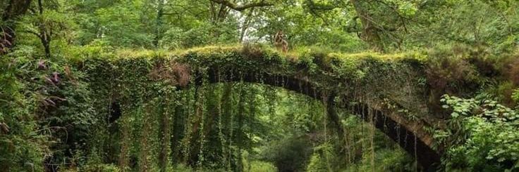 ☆｡✿Monkey✿｡☆ banner