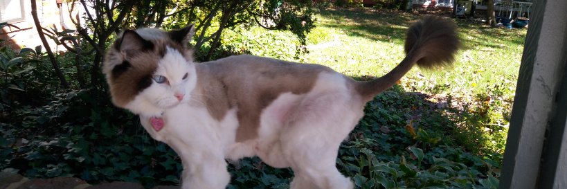 CatOnLeash's profile banner image