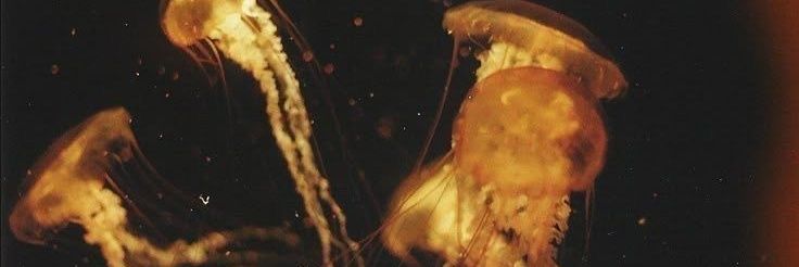 hannie ˚ʚ♡ɞ˚ 𖥻 ׁ ׅ Tamarack's spouse ! ׁ ׅ 🪷 banner