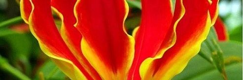 chris goredema banner