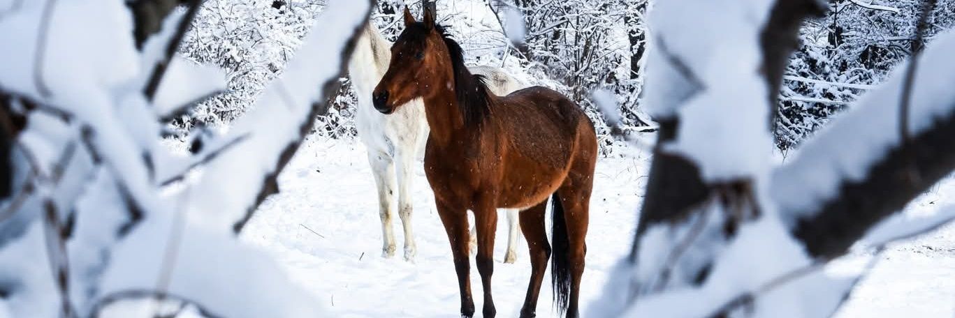 Virginia II★II BERNAT 🥰 banner