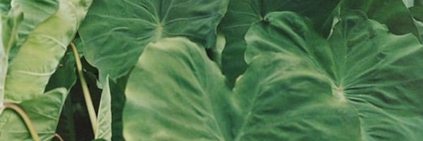 ericavanlee Profile Banner