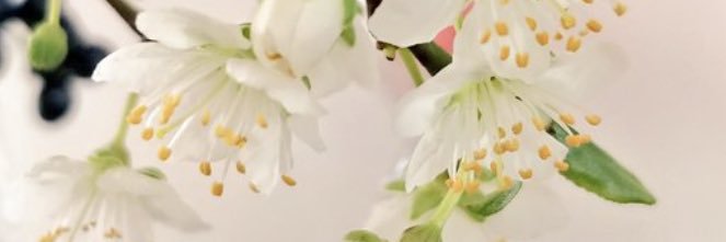 moojagy's profile banner image