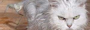 eriquerocha's profile banner image