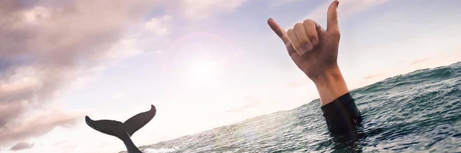subsailor773's profile banner image