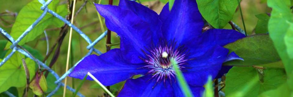 DeanneJD's profile banner image