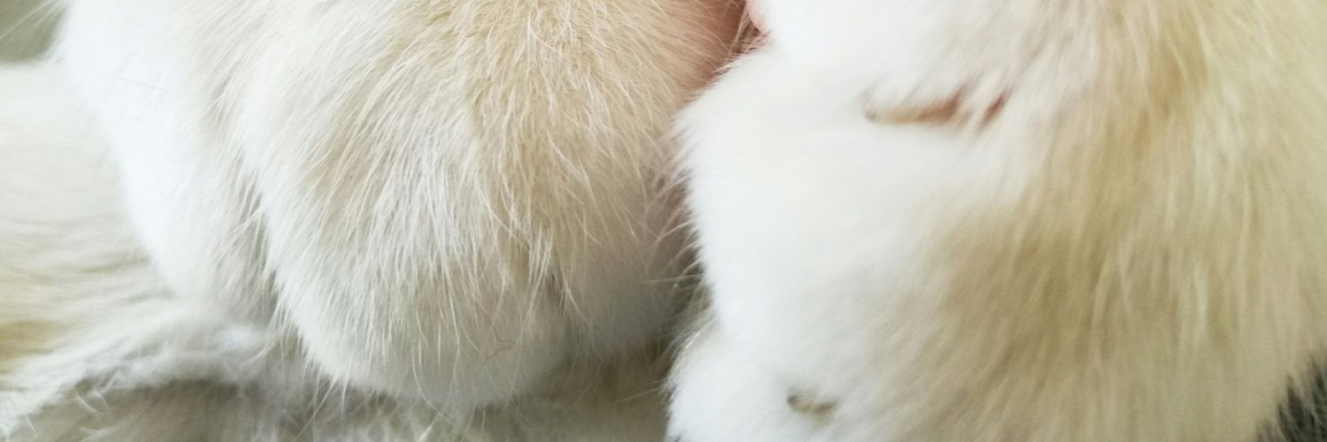 verkius's profile banner image