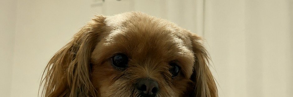 lolozolas's profile banner image