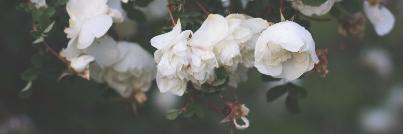 asyavee's profile banner image