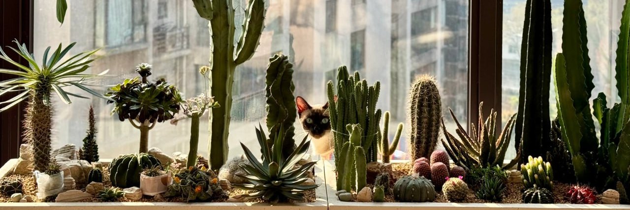 Monica 🇺🇸 banner