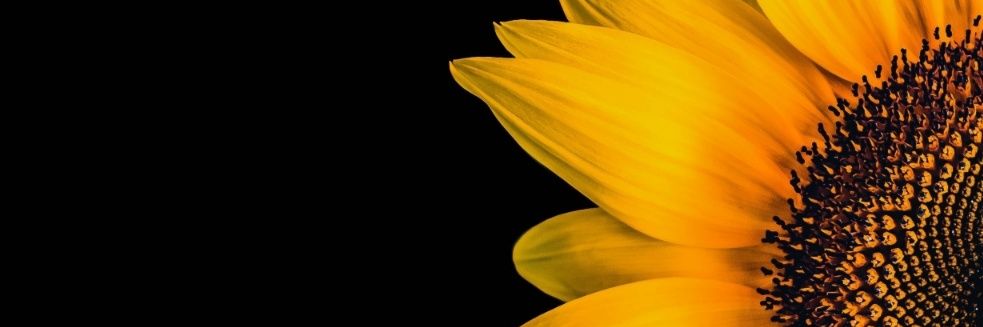 ୧FA⁠୨🌻🍑 banner