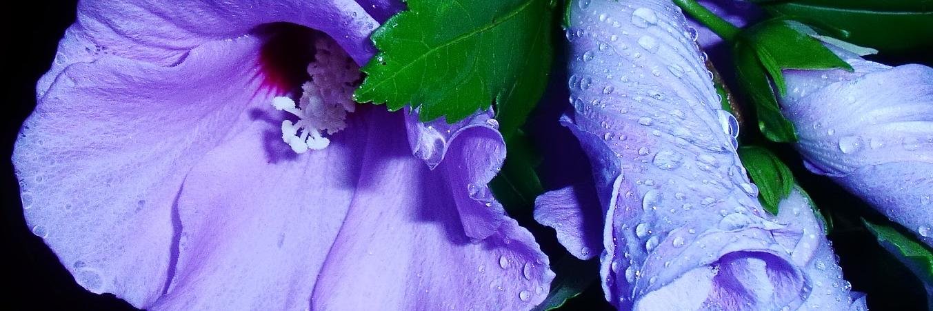 wendyward's profile banner image
