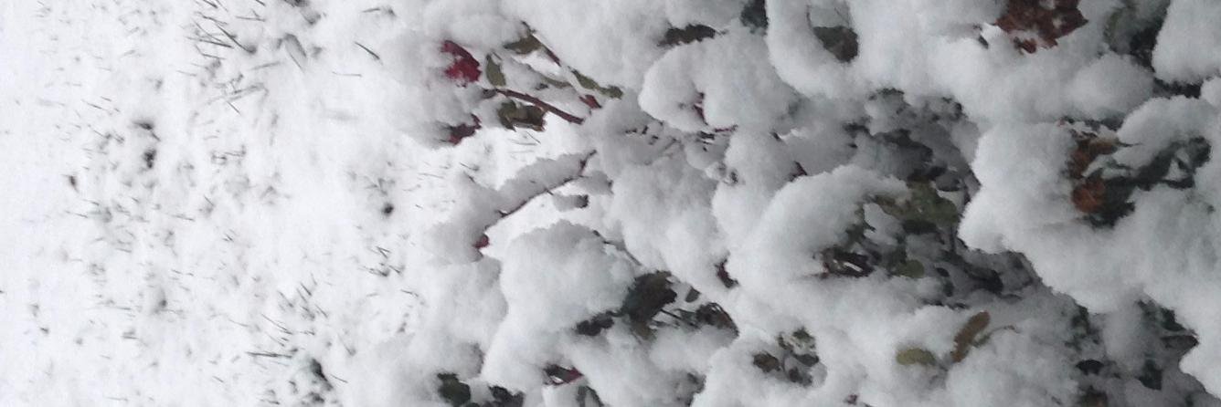 REOGRANTSPASS's profile banner image