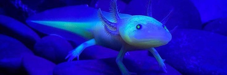 Azurelotl🔞 banner