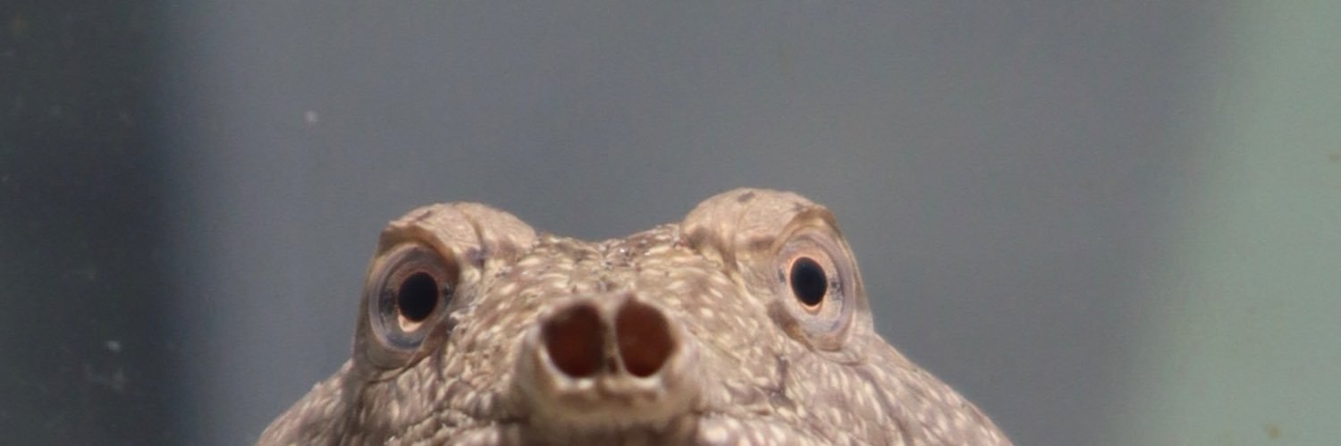 qimbt's profile banner image